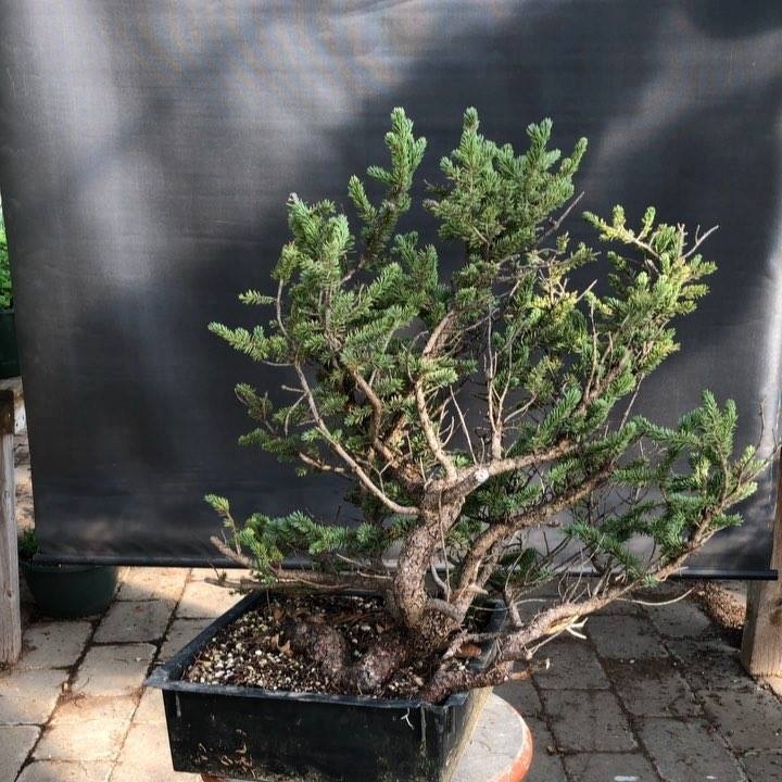 Quick preview of a #coloradobluespruce raft from