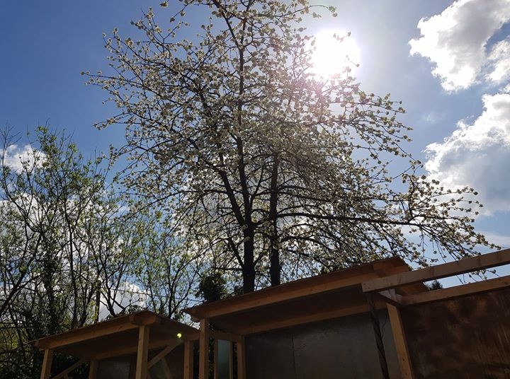 Cherrys are flowering over our freshly built