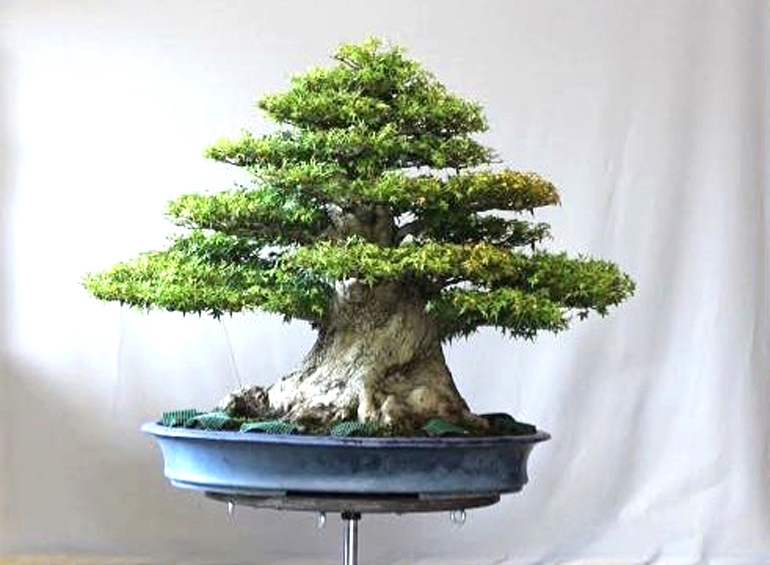 An Impressively Massive Japanese Maple Bonsai & an Equally Impressive Japanese Garden | Bonsai Bark