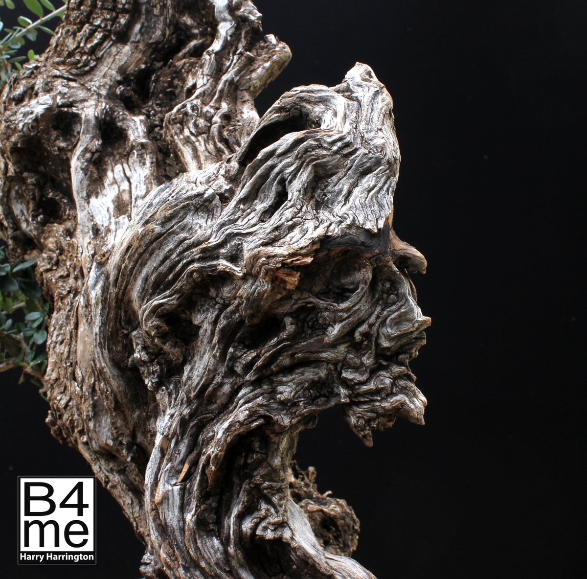 I love this detail on the deadwood of the yamadori