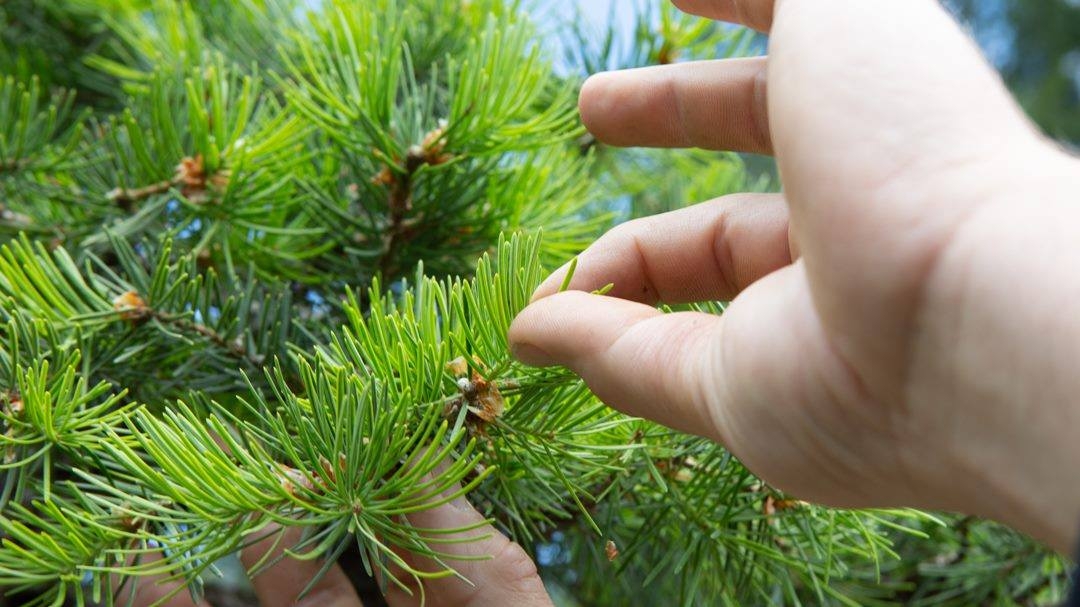Pinching is an integral part of the growth