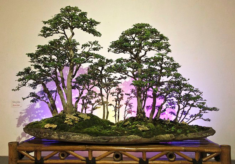 A Most Unusual & Provocative Bonsai Extravaganza | Bonsai Bark