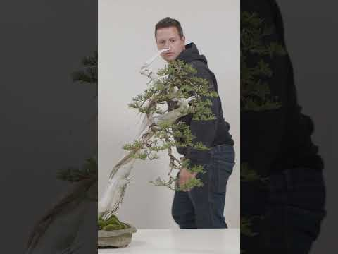 The Three Stages of Bonsai Development, a Visual Representation
