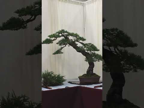 The famous Goshin Landscape #bonsai #washingtondc #forest #landscape #miniature