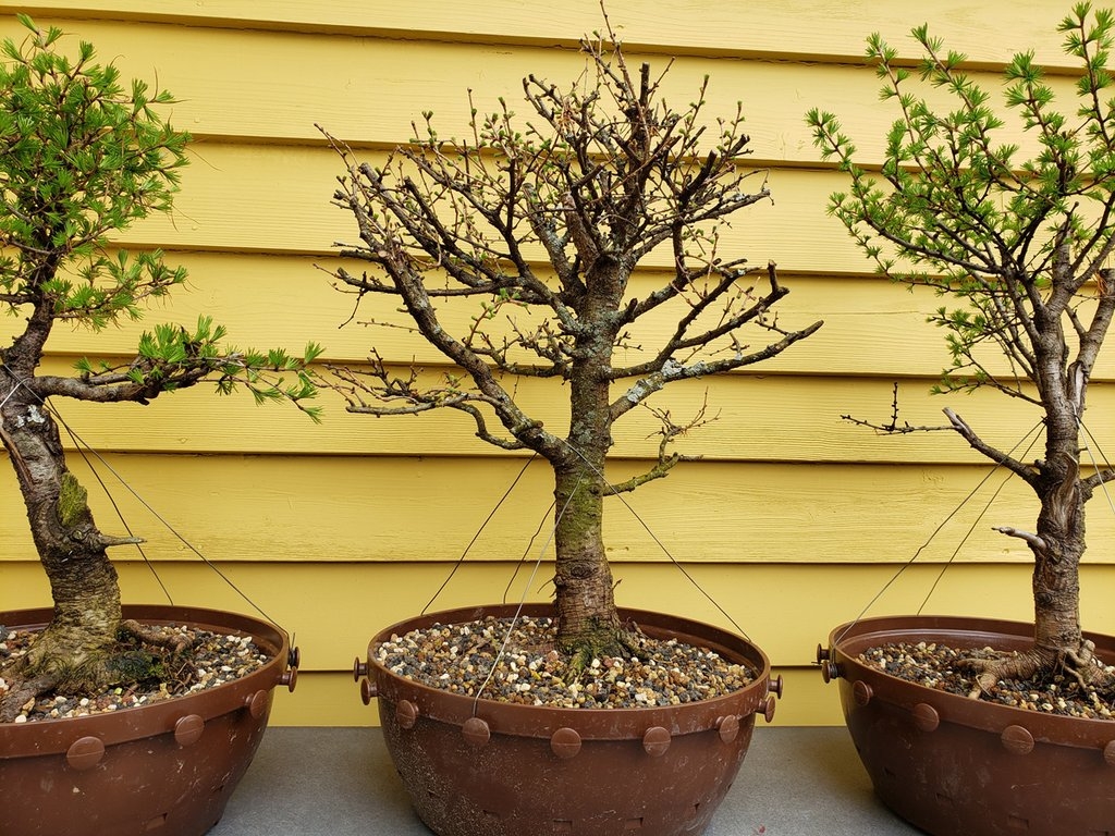 Growing Bonsai in Tie Pots Is Easier, Faster & Much Better