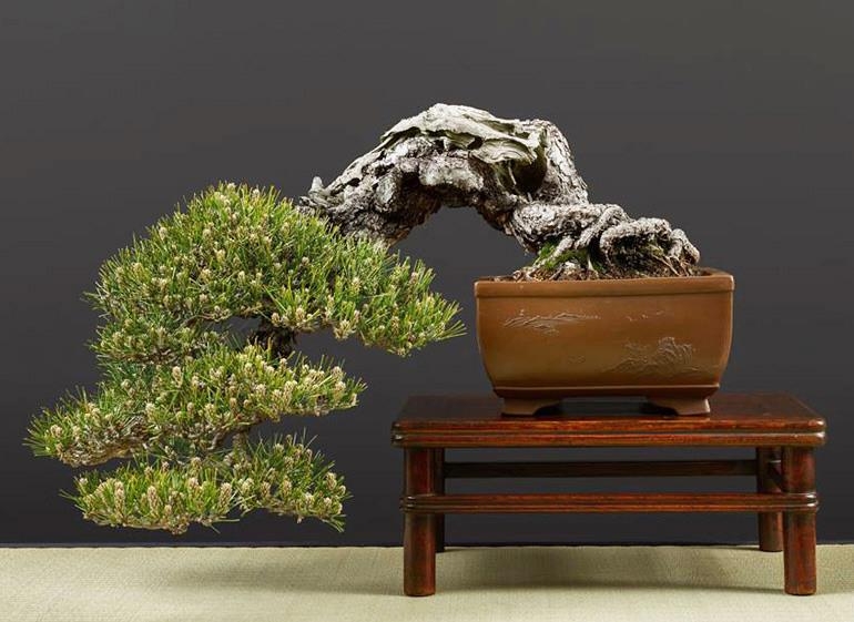 Plucking & Pinching Some Extraordinary Pines | Bonsai Bark