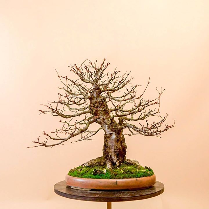 Setting an impeccable structure lays the