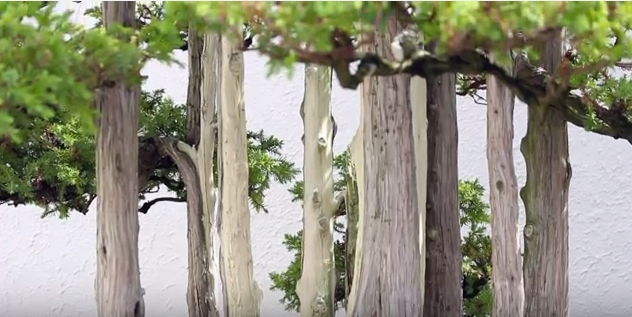Knowledge Commons DC / Tiny Tree Adventures: Bonsai Museum Tour & Discussion