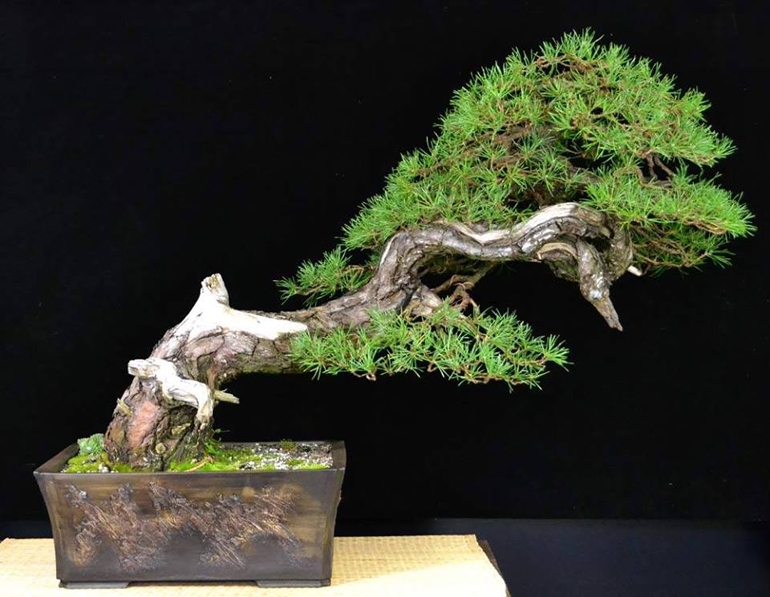 Magdalena’s Mixed Media Bonsai | Bonsai Bark