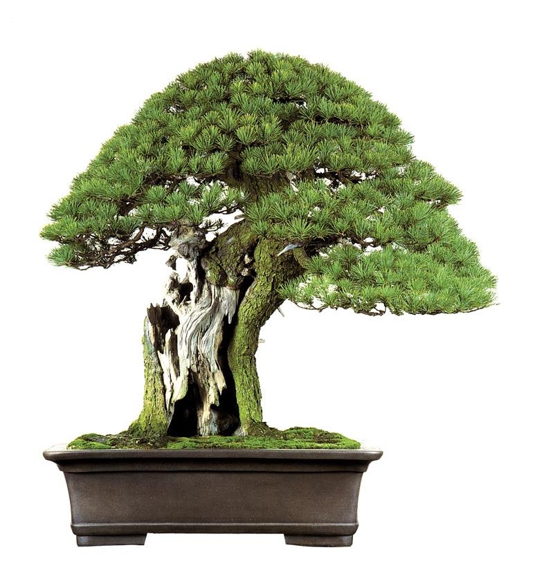 Growing Pine Bonsai – Bonsai Books 50% & 30% off | Bonsai Bark