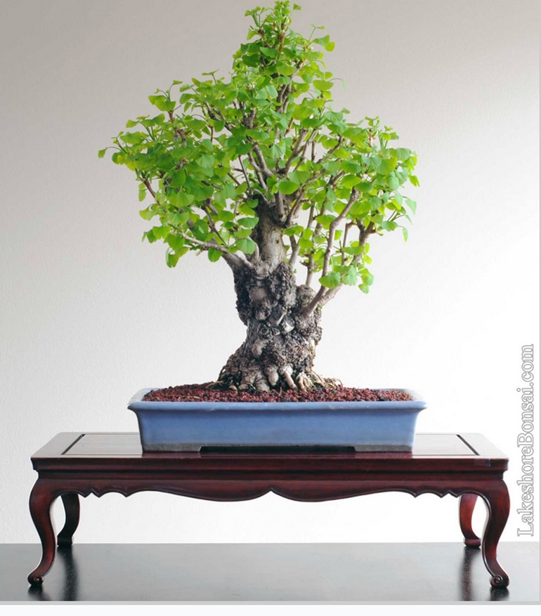 Ginkgo Bonsai – Spring, Summer & Fall | Bonsai Bark