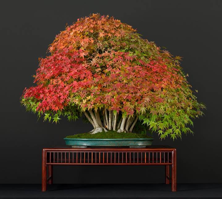 More Magnificent Maples | Bonsai Bark