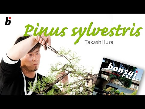 Bonsai Focus MASTERCLASS Takashi Iura