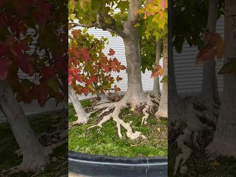 Bonsai by David Benavente #bonsai