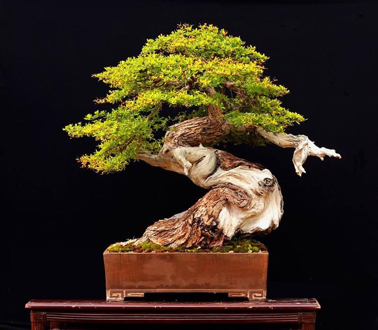Bonsai Serpent & Two Buttonwoods | Bonsai Bark