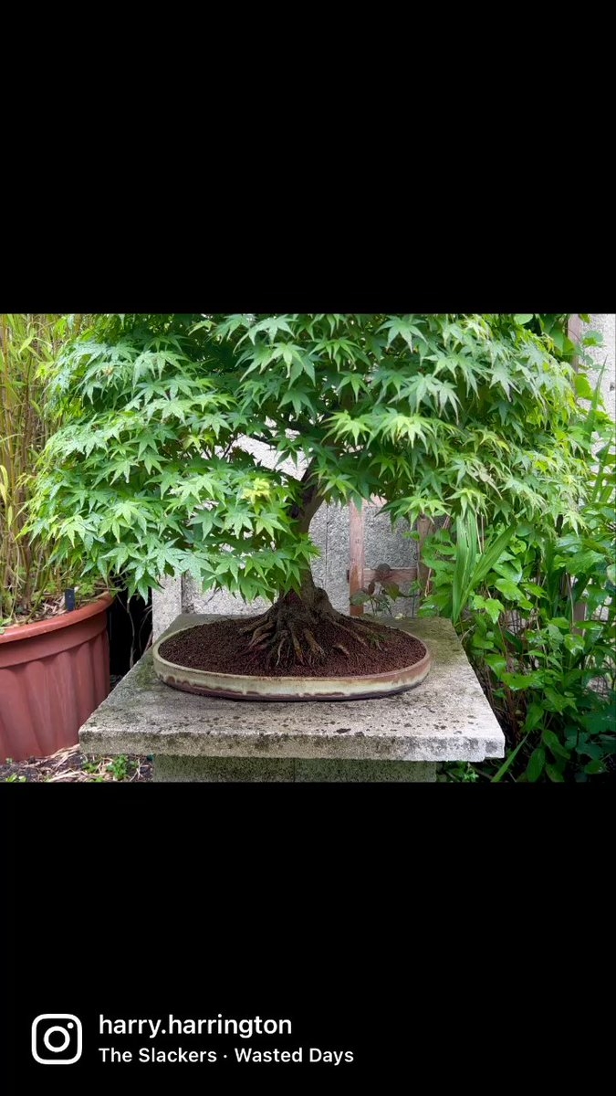 Playing around with a Japanese Maple bonsai