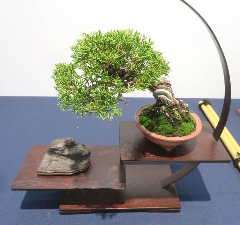 More Pots, Pines & Other Small Bonsai | Bonsai Bark