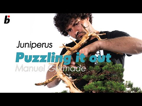 Puzzling it out, Manuel Germade works on a juniper. part 03