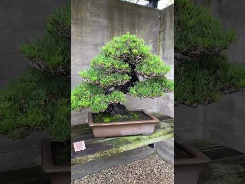Bonsai display #bonsai #art