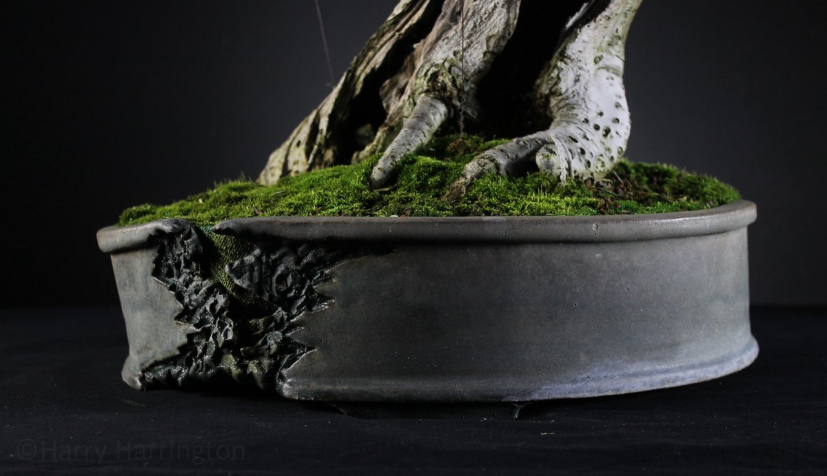 Detail of the pot by Victor Harris that my Ulmus