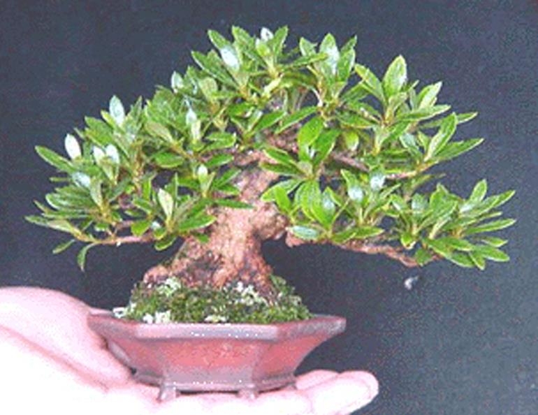 Back Savers – Suthin’s Shohin | Bonsai Bark