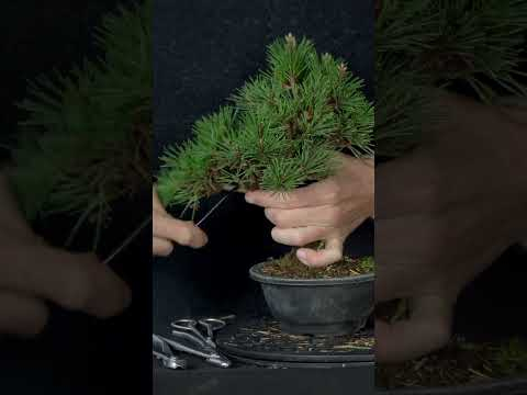 Classic Pine #bonsai #tree #project