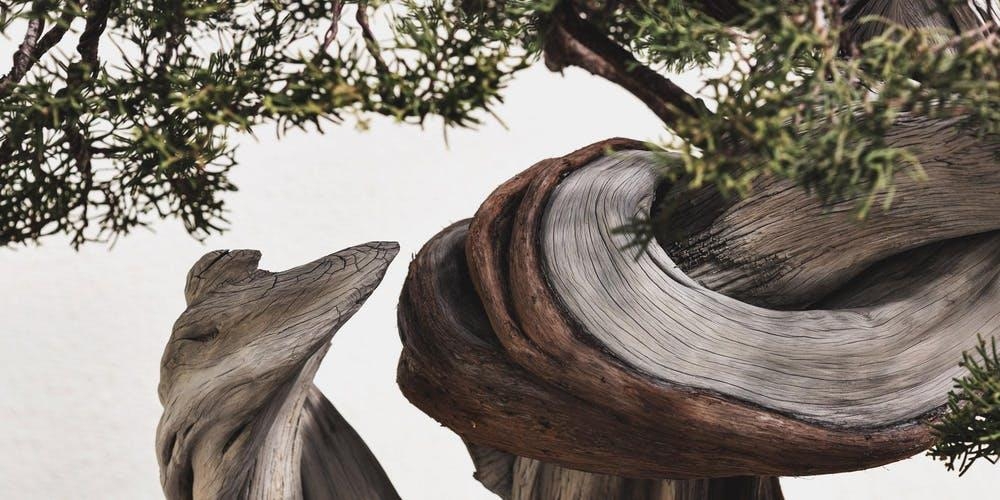 Photographing Bonsai: A Class with Stephen Voss