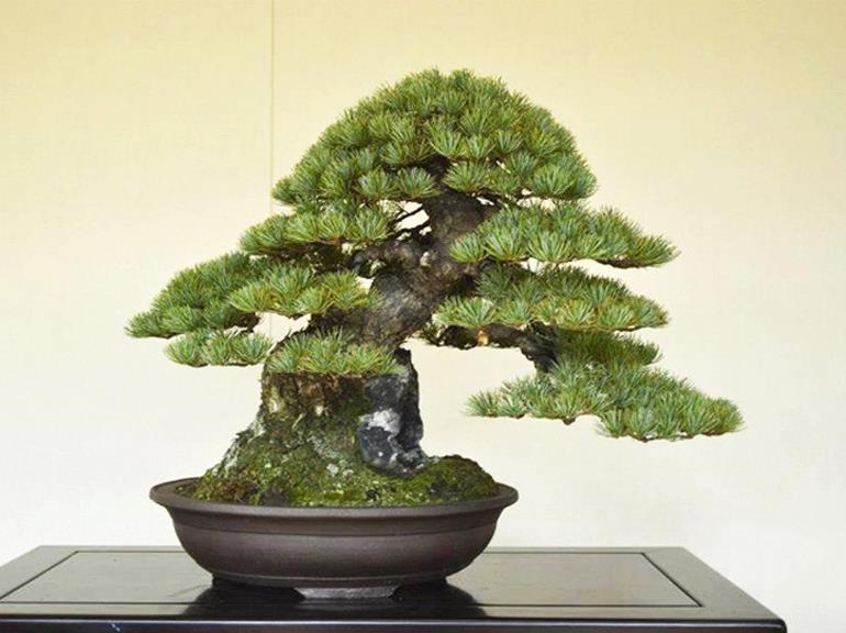 You Don’t Have to Go to Japan to Study Bonsai with Bjorn | Bonsai Bark