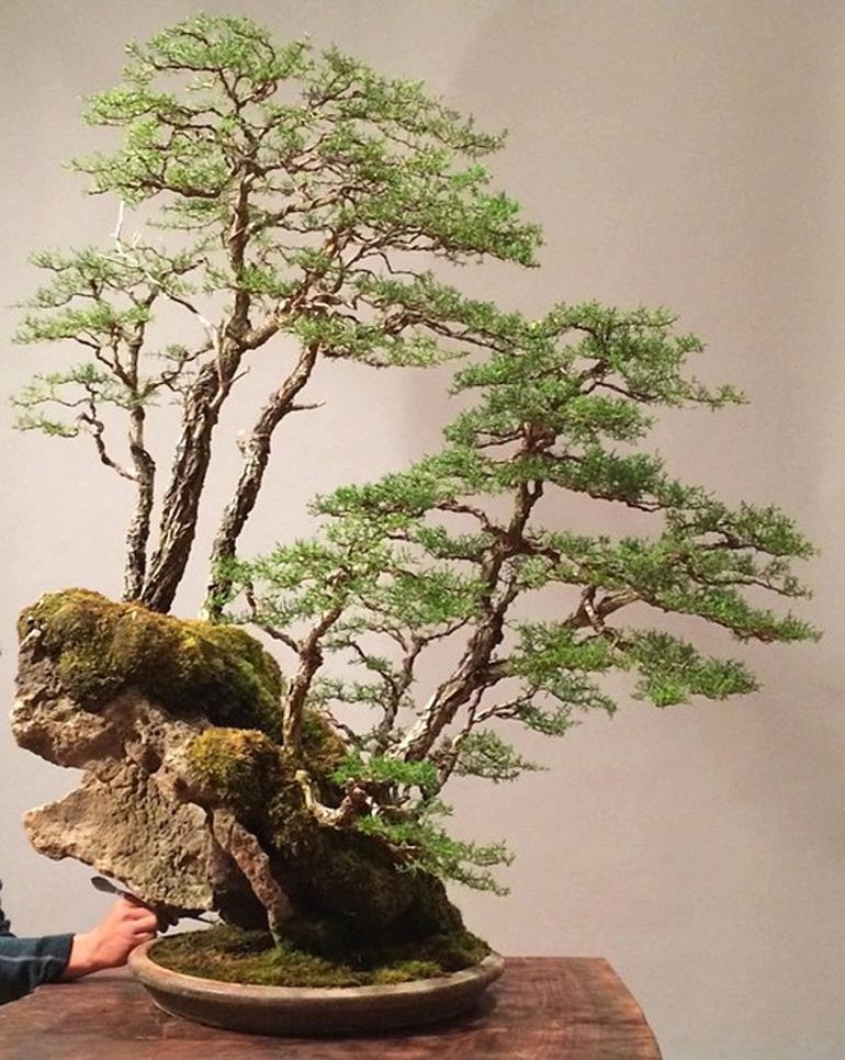 Bonsai Forests & Rock Plantings | Bonsai Bark