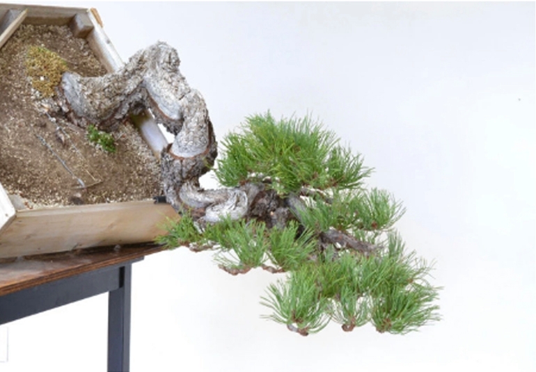 Bonsai Stempede & You Don’t Need to Remove ALL the Wire | Bonsai Bark