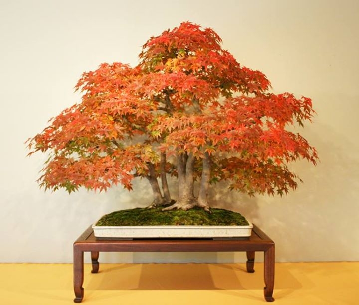 Celebrating Our National Bonsai & Penjing Museum