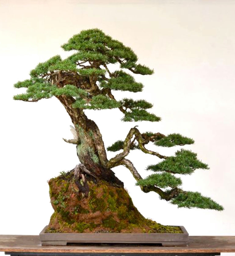 A Little Imagination and a Whole Lot of Experience and Skill | Bonsai Bark