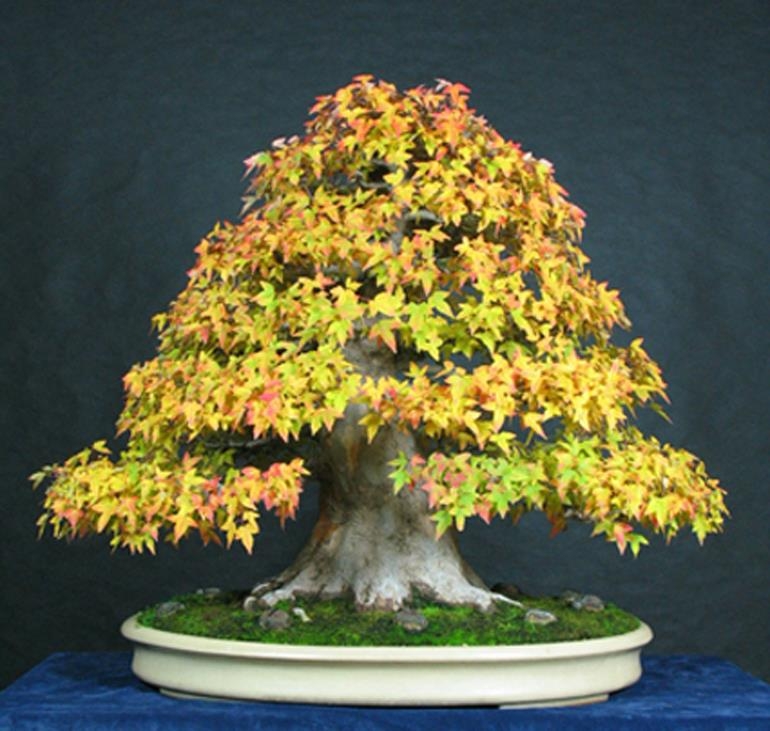 Magnificent Monster | Bonsai Bark