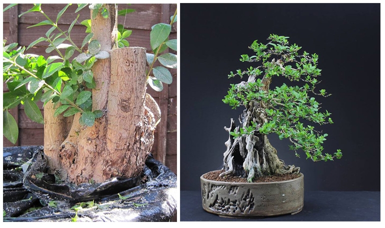 Before & After Bonsai – A Remarkable 7 Year Transformation | Bonsai Bark