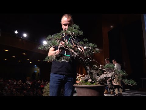 David Benavente creates a Pine Bonsai