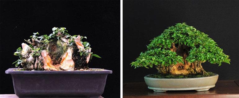 Bonsai Boug Before & After by Suthin (with Value Added) | Bonsai Bark