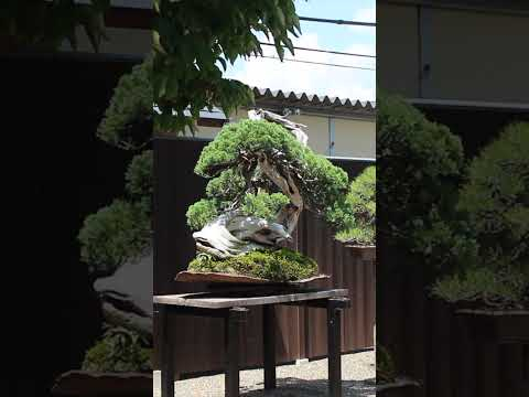 Famous Bonsai #trees #bonsai #japanese #japan #kyoto
