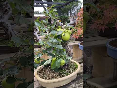 Apple Bonsai?! #bonsai #fruits