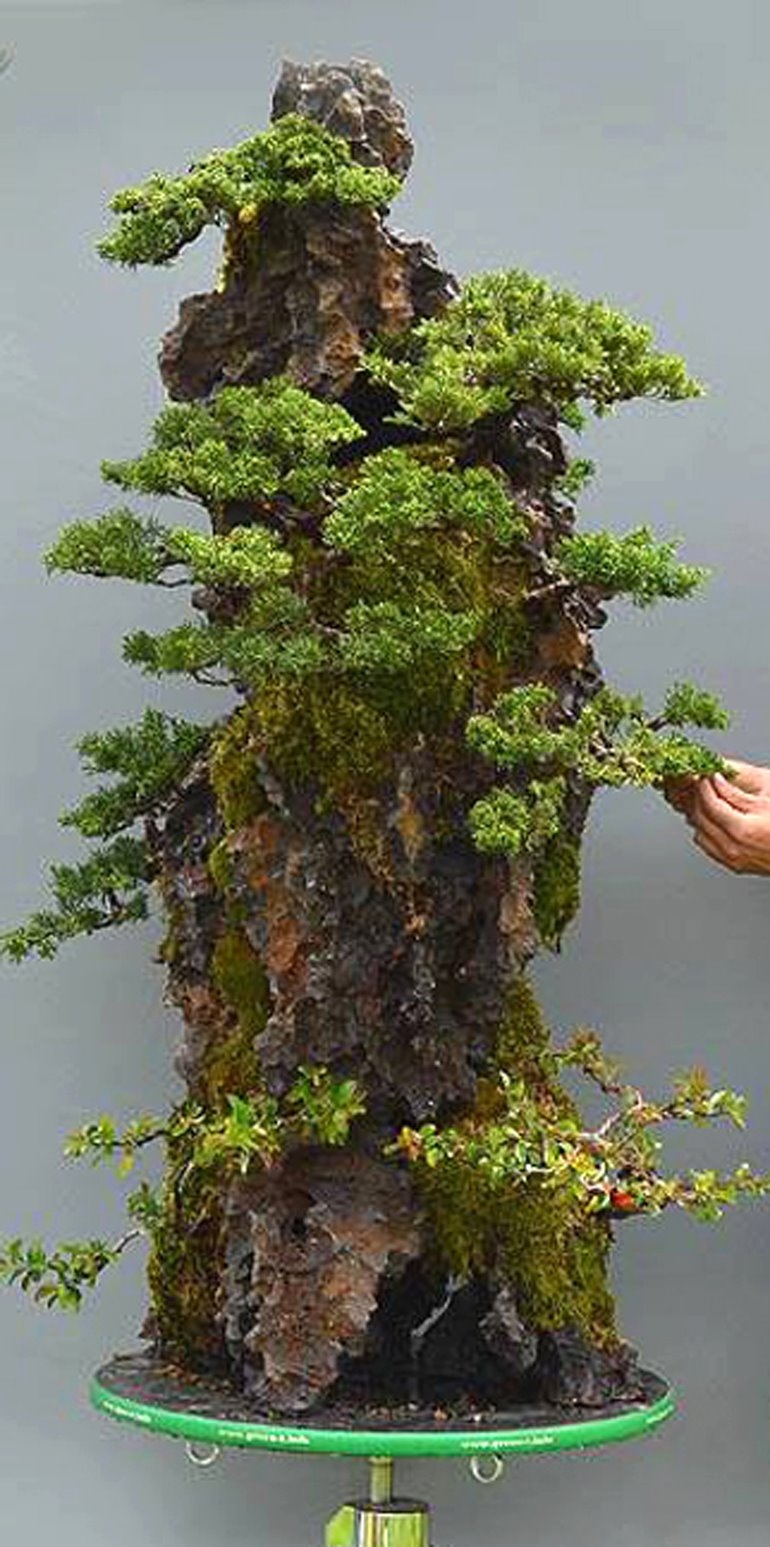 Great Bonsai Deserve a Great Turntable | Bonsai Bark