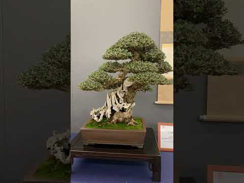 Stunning Bonsai trees #display #bonsai #gardening