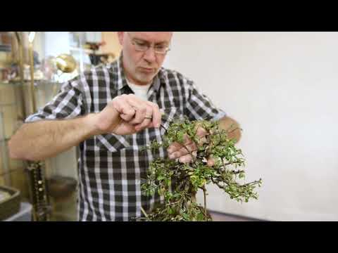 Cotoneaster wiring branches