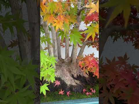 Bonsai in Fall colour #bonsai
