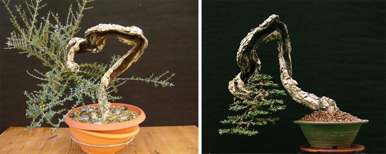 Beauty Doesn’t Always Conform to Our Expectations | Bonsai Bark