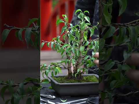 From houseplant to Bonsai (2 year work) #ficus #bonsai #ficusplant #ficusbonsai #diy