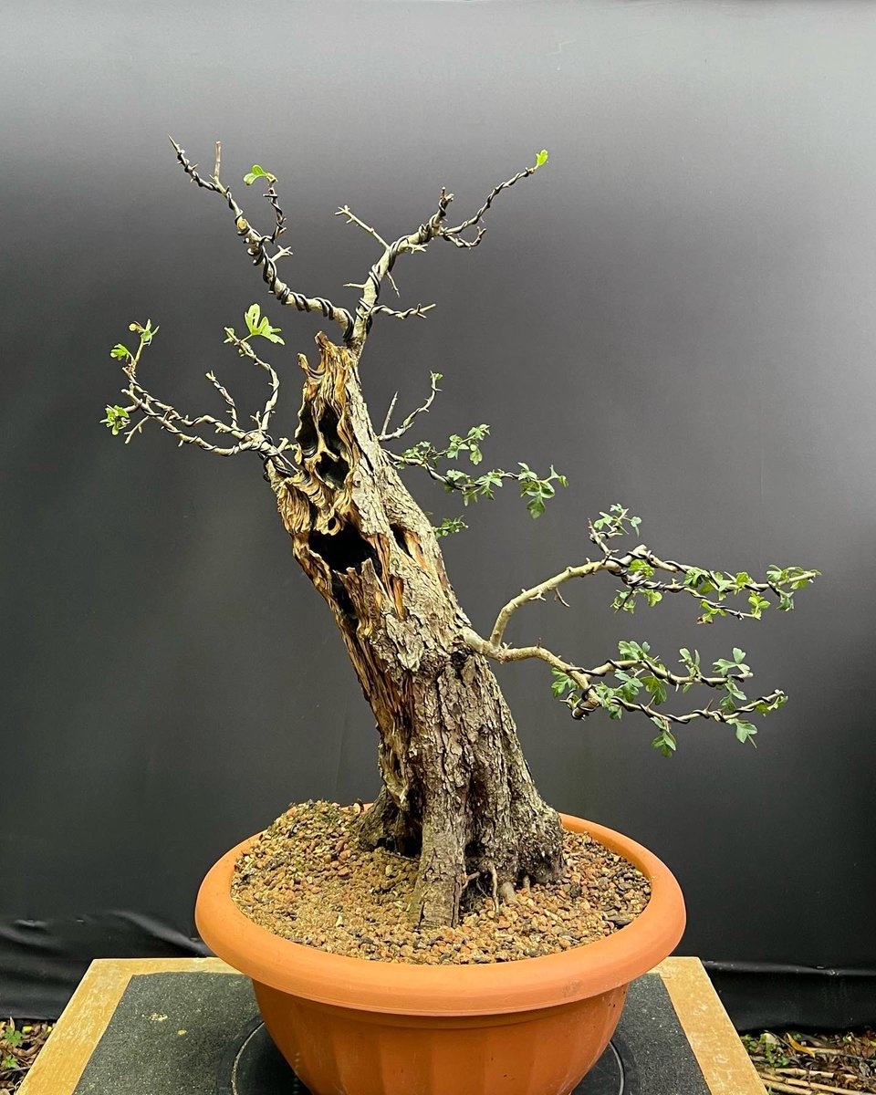 The Hawthorn bonsai commission finished, this