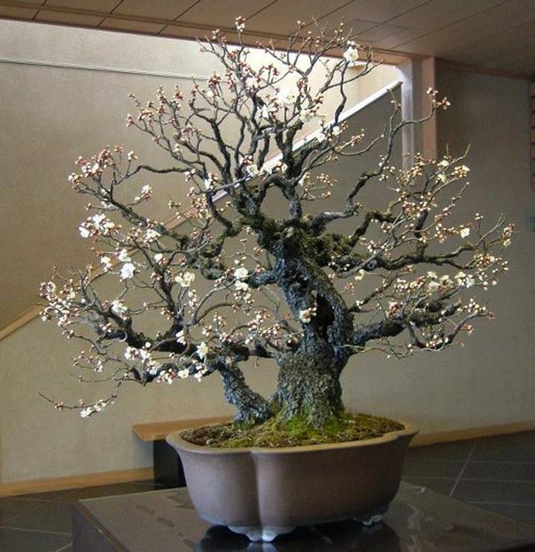 Ume Flowering Bonsai with Sabamaki & Uro | Bonsai Bark