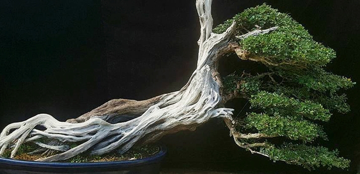 South of the Bonsai Border | Bonsai Bark