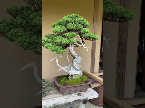 Manseien Bonsai garden #shorts