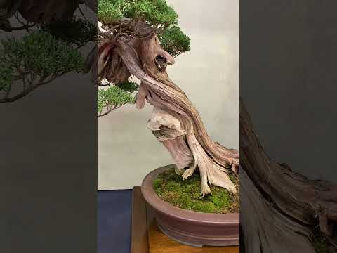 Trophy 2024 #bonsai