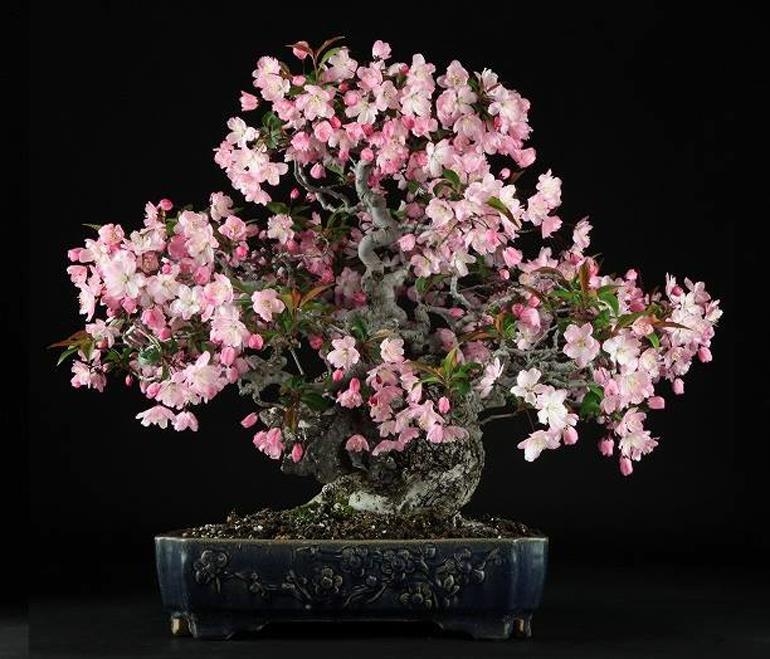 Flowering Cherry Bonsai – Few and Far Between | Bonsai Bark